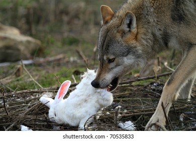 Bunny wolf and 