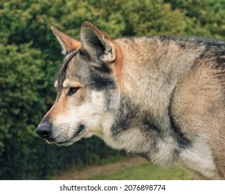 is the czechoslovakian wolfdog legal in australia