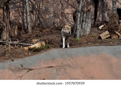 The Wolf Is An Intelligent And Dangerous Predator Belonging To The Canine Family. According To Numerous Studies, The Animal Is The Ancestor Of The Domestic Dog.