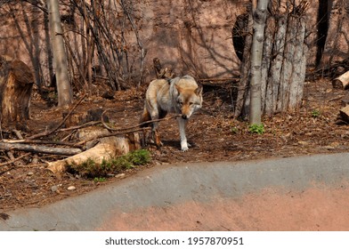 The Wolf Is An Intelligent And Dangerous Predator Belonging To The Canine Family. According To Numerous Studies, The Animal Is The Ancestor Of The Domestic Dog.