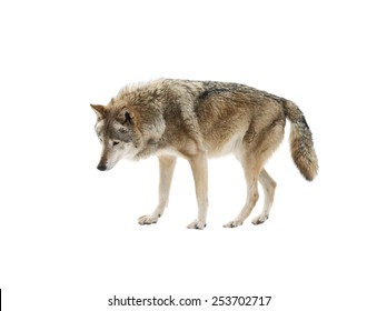 Wolf Isolated On White Background