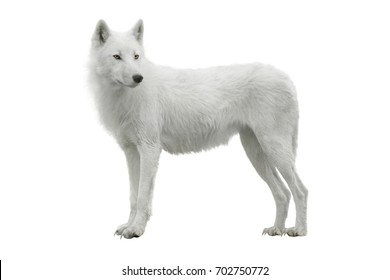 White Wolf High Res Stock Images Shutterstock