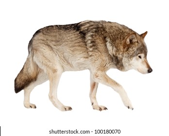 Wolf. Isolated Over White Background