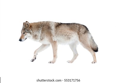 Wolf Isolated Over A White Background