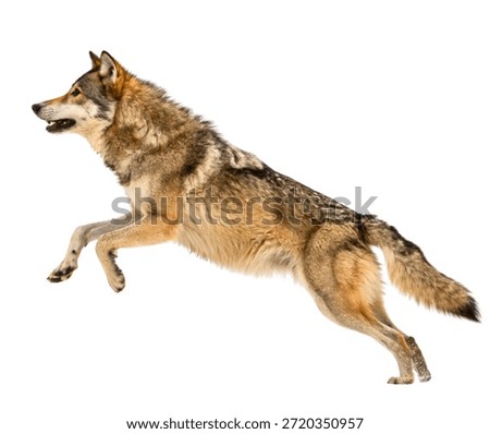 Wolf Jumping in Motion – Dynamic Action Shot of Wild Canine, Wildlife Photography, Majestic Predator, Realistic Animal, Outdoor Forest Scene, Nature Photography