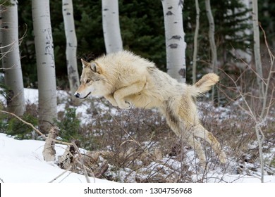 Wolf Jumping In The Snow