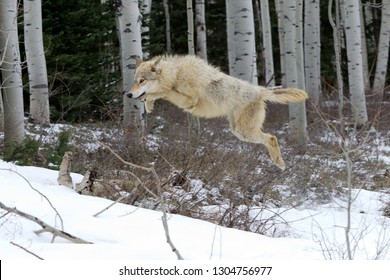 Wolf Jumping In The Snow