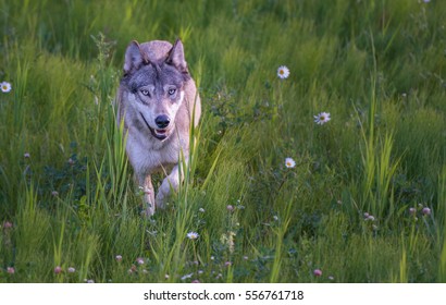 Wolf In Kootenay National Park