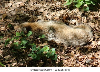 Wolf in the leaves