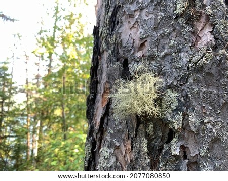 A wolf lichen grows on the bark of a pine tree near Bowman Lake. Montana.