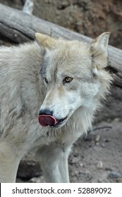 Wolf Licking It's Lips