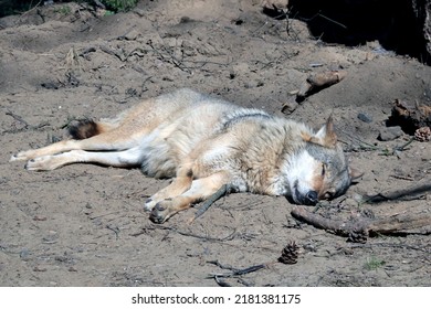 The Wolf Lies On The Sand And Basks In The Sun. Sleeping Wild Animal. Predator. Dead Animal