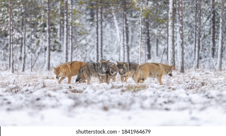Wolf in light snowfall in Finnish taiga.