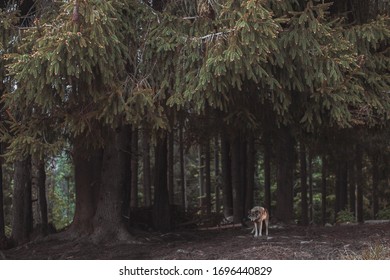 wolf look in the forest	