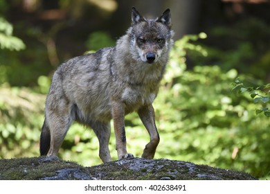 Wolf looking scowl
