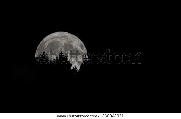 Wolf moon rising over Pine\
trees
