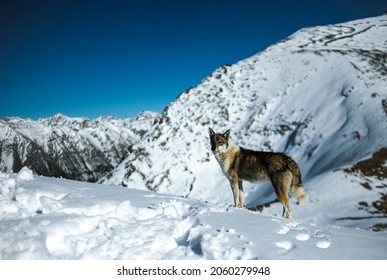 Wolf In The Mountains. Dog In The Mountains. Snow Wolf. Mountain Animals.