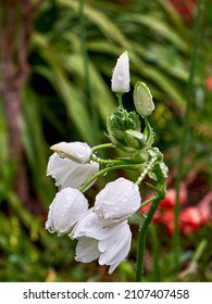 Wolf Mouth Flower Bloom On A Rainy Day