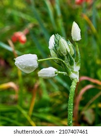 Wolf Mouth Flower Bloom On A Rainy Day