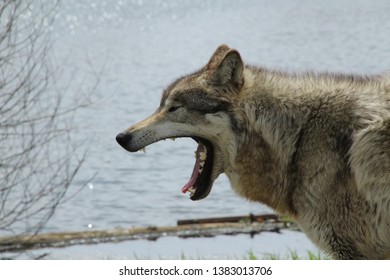 Wolf With Mouth Open And Showing Teeth