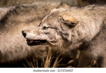The wolf is on the alert. Wolf in nature. Angry wolf. Wolf portrait