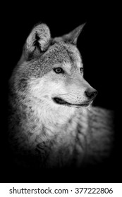 Wolf On Dark Background. Black And White Image