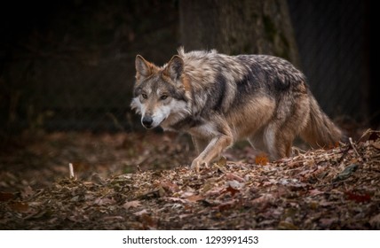 wolf 3d prowling