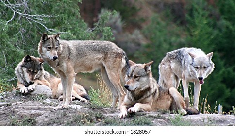 Wolf Pack Images Stock Photos Vectors Shutterstock