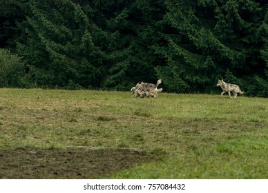 Wolf Pack Hunting A Sheep
