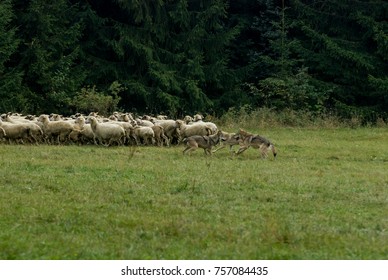 Wolf Pack Hunting A Sheep
