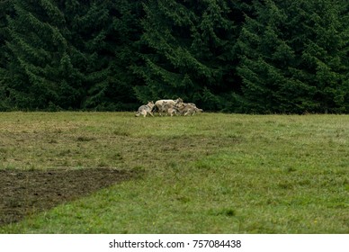 Wolf Pack Hunting A Sheep
