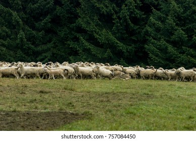 Wolf Pack Hunting A Sheep
