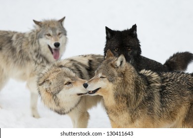 Wolf Pack Interaction On Snow Covered Field