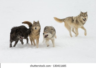 Wolf Pack Interaction On Snow Covered Field