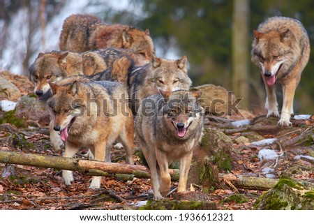 Wolf pack in the natural habitat of a green forest with remnants of snow.