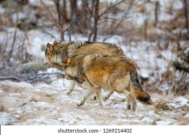 Wolf Pack Running Into The Forest At Winter