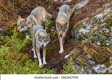 Wolf Pack, Wolves Attacking, Hunt