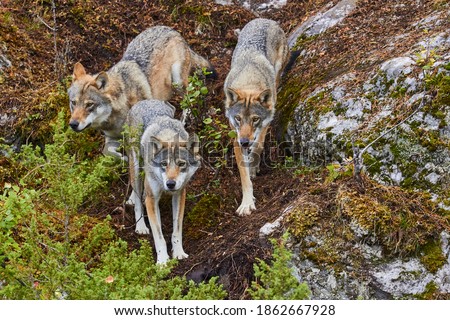 Wolf pack, wolves attacking, hunt
