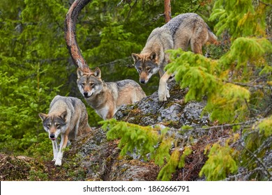 Wolf Pack, Wolves Attacking, Lord Of The Forest