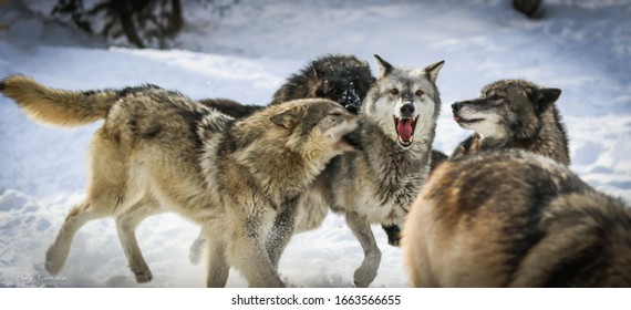 Wolf Pack, Wolves In Winter Snow