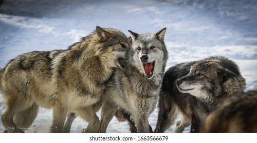 Wolf Pack, Wolves In Winter Snow