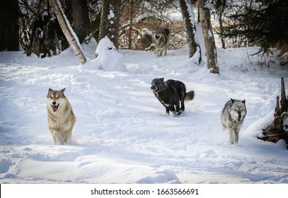 Wolf Pack, Wolves In Winter Snow