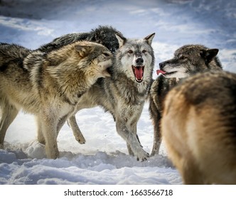 Snow Wolf Images Stock Photos Vectors Shutterstock