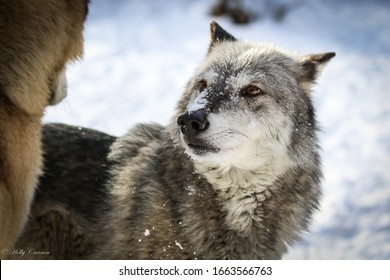 Wolf Pack, Wolves In Winter Snow