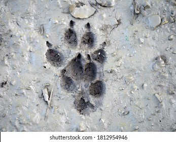 420 Wolf claw mark Stock Photos, Images & Photography | Shutterstock