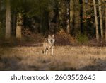 Wolf photographed in the wild in northern Bohemia near the border with Germany. A european grey wolf in the nature habitat. Canis lupus.                               