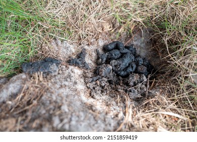 Wolf Poop Shit Wolves Nature