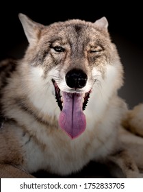 Wolf Portrait Head Licking His Lips