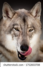 Wolf Portrait Head Licking His Lips