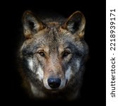 Wolf portrait on dark background. Wildlife scene from nature. Wild animal in the natural habitat